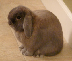 bunny bunny
