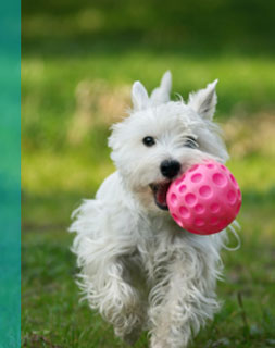Pet Sitting Doylestown Pet Sitting Doylestown