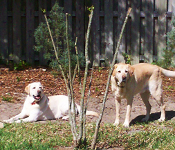 yellow labs yellow labs